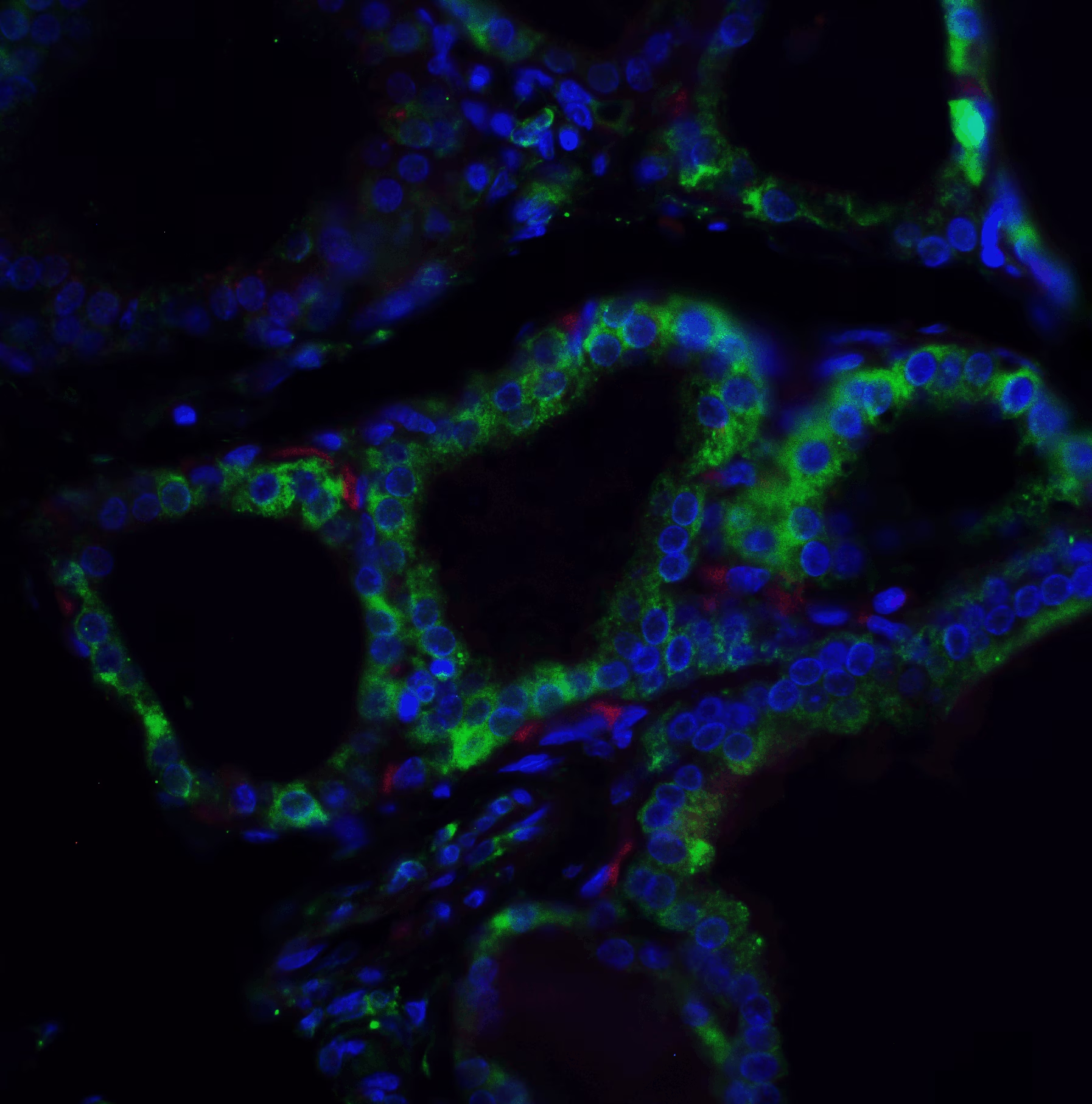 R-Spondin 1 Antibody - BSA Free