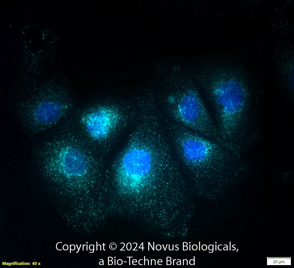 A20/TNFAIP3 Antibody (59A426) - BSA Free