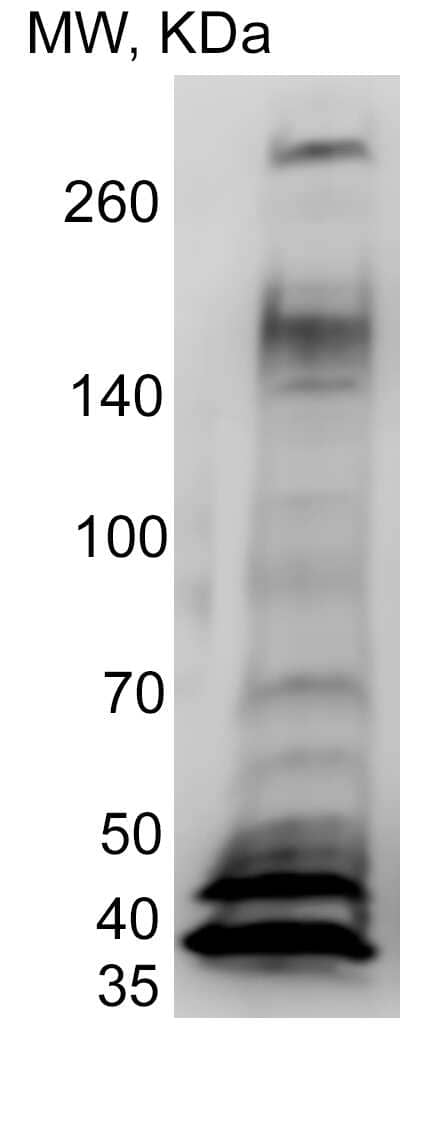 XBP1 Antibody - BSA Free