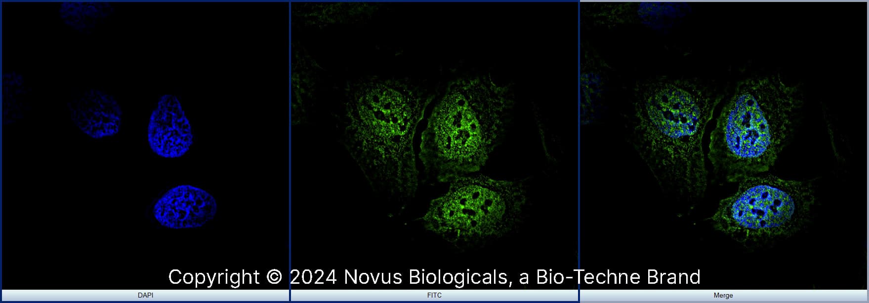 RBFOX3/NeuN Antibody - BSA Free