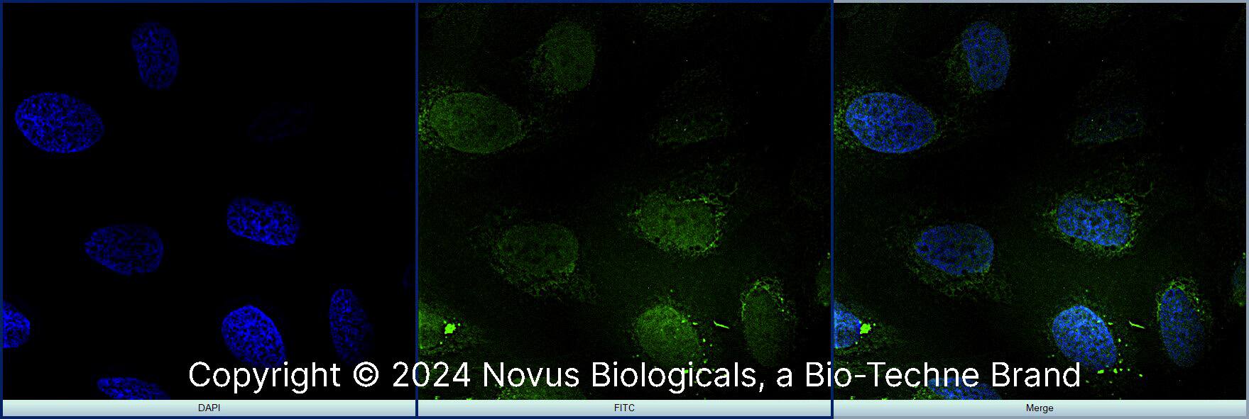RBFOX3/NeuN Antibody - BSA Free