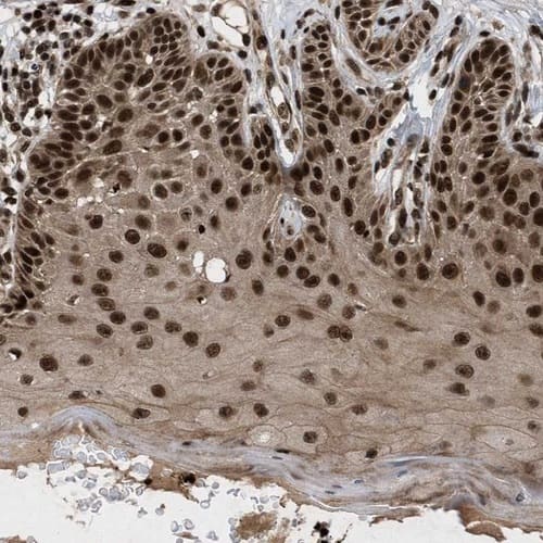 WIZ Antibody - BSA Free Immunohistochemistry-Paraffin: WIZ Antibody [NBP1-80586]