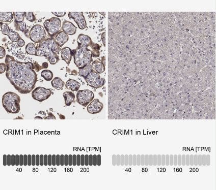 CRIM1 Antibody