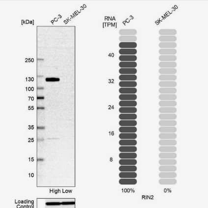 RIN2 Antibody - BSA Free
