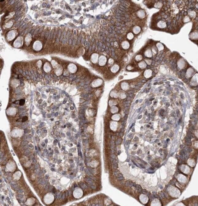 RBJ Antibody - BSA Free