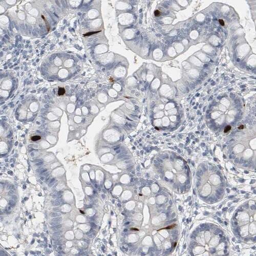 Peptide YY Antibody - BSA Free Immunohistochemistry-Paraffin: Peptide YY Antibody [NBP1-80865]