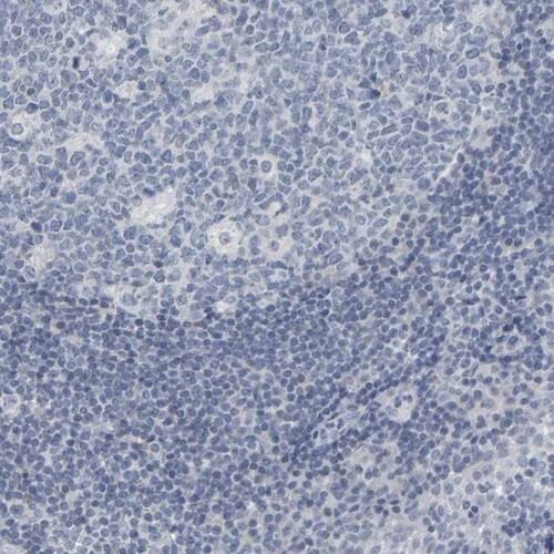 Peptide YY Antibody - BSA Free Immunohistochemistry-Paraffin: Peptide YY Antibody [NBP1-80865]