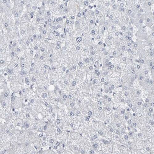Peptide YY Antibody - BSA Free Immunohistochemistry-Paraffin: Peptide YY Antibody [NBP1-80865]