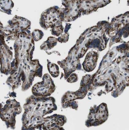 TMEM115 Antibody - BSA Free