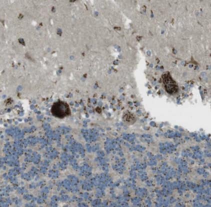 TMEM115 Antibody - BSA Free