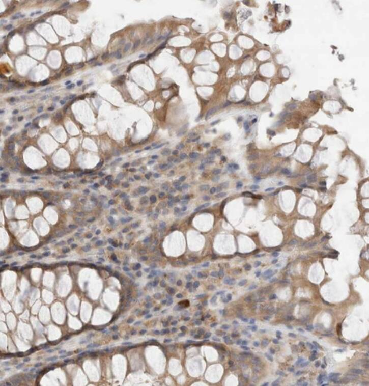 NXT2 Antibody - BSA Free