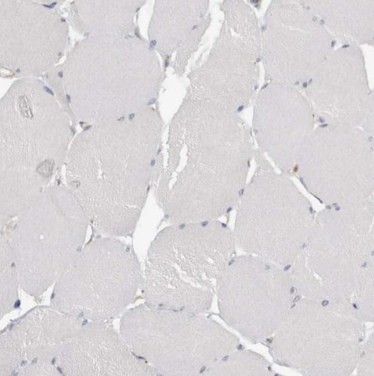 NXT2 Antibody - BSA Free