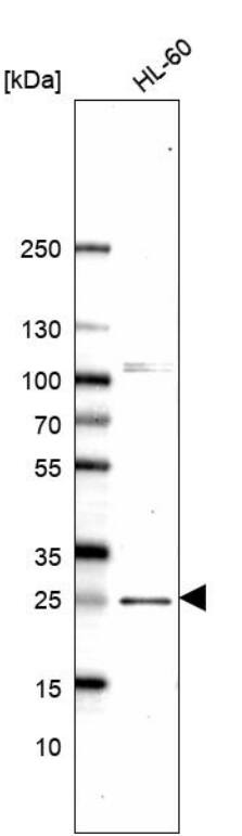 NXT2 Antibody - BSA Free