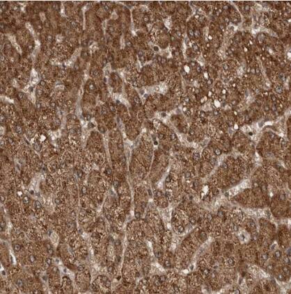 RABIF/MSS4 Antibody