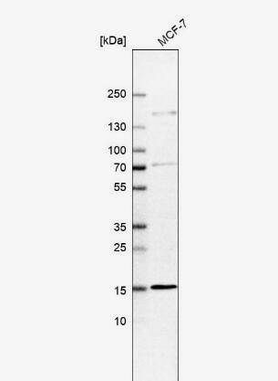 RABIF/MSS4 Antibody
