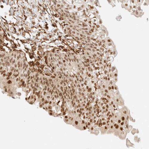 ARID5A Antibody - BSA Free Immunohistochemistry-Paraffin: ARID5A Antibody [NBP1-81037]
