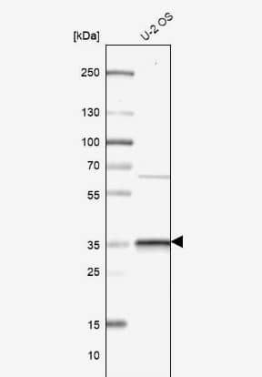 CMSS1 Antibody