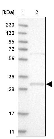 FRMD5 Antibody