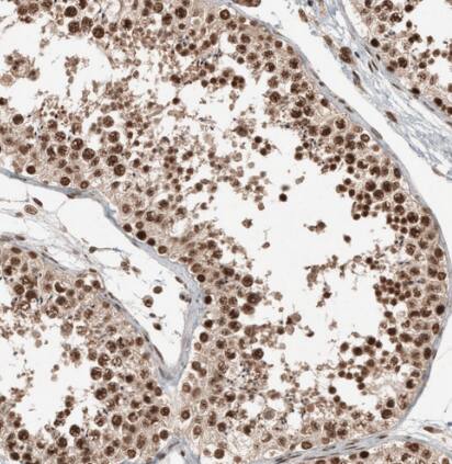 SPINDOC Antibody - BSA Free