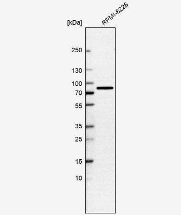 LGTN Antibody