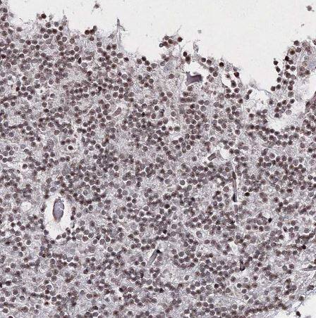 SMIM29 Antibody
