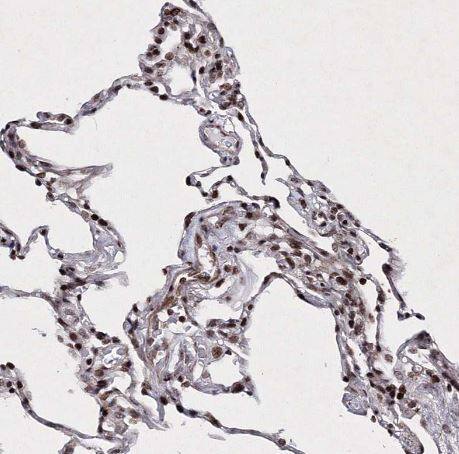 SMIM29 Antibody