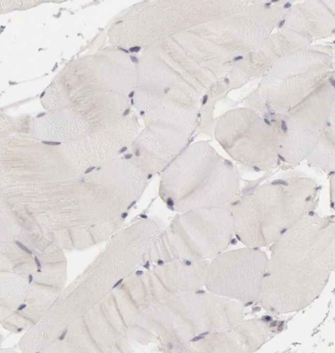 RIMBP3 Antibody - BSA Free