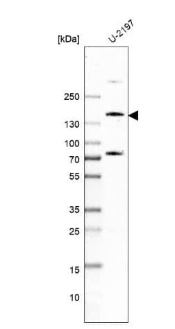PDZRN3 Antibody