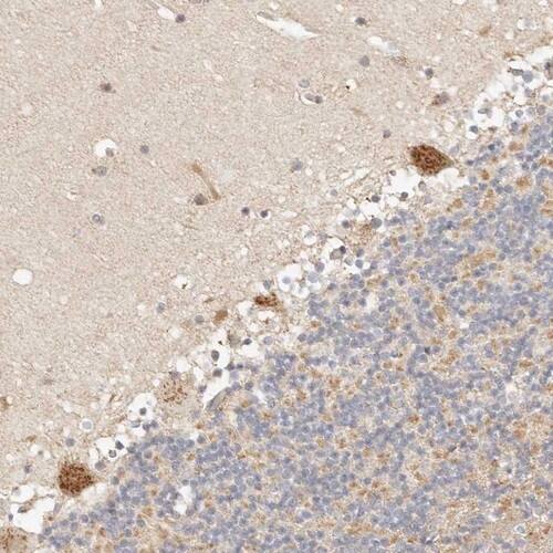 FAM20B Antibody - BSA Free Immunohistochemistry-Paraffin: FAM20B Antibody [NBP1-81506]