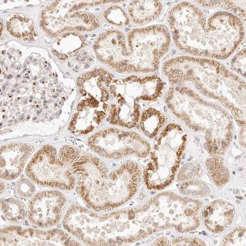 FAM20B Antibody - BSA Free Immunohistochemistry-Paraffin: FAM20B Antibody [NBP1-81506]