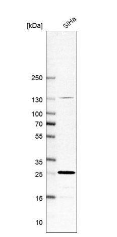 RAB21 Antibody