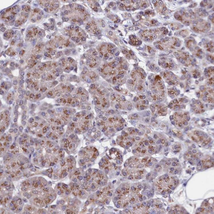 SEC24C Antibody - BSA Free