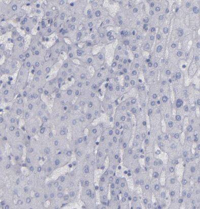 IRF8 Antibody