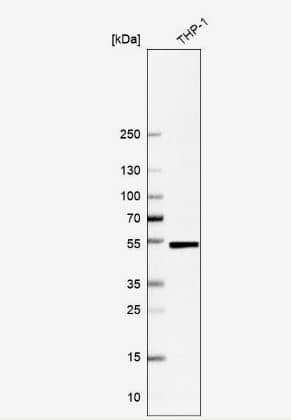 IRF8 Antibody