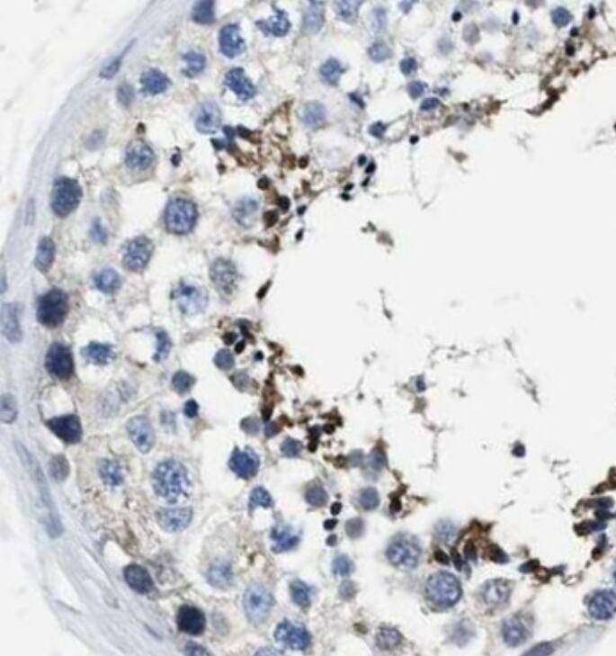 HOOK1 Antibody - BSA Free