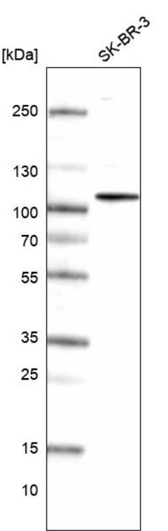 HOOK1 Antibody - BSA Free