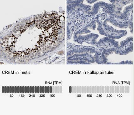 CREM Antibody