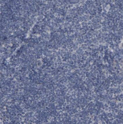 CREM Antibody
