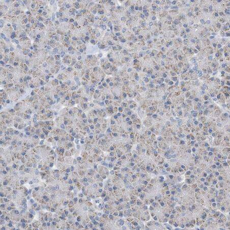 CLEC16A Antibody