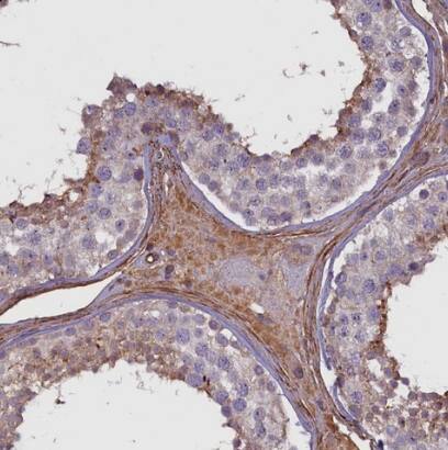 FUZ Antibody - BSA Free