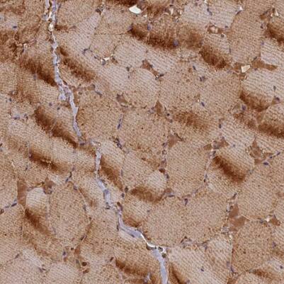 FUZ Antibody - BSA Free