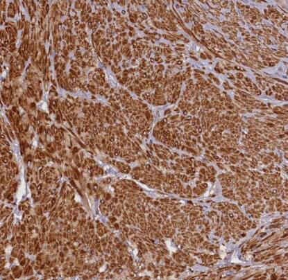 FUZ Antibody - BSA Free