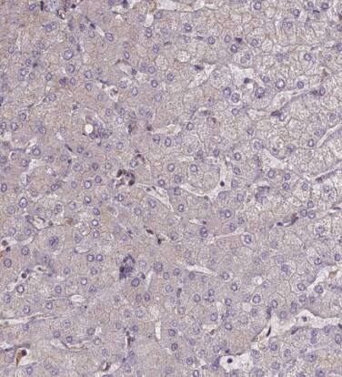 FUZ Antibody - BSA Free