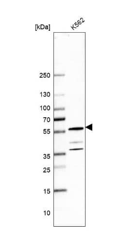 ODR4/TTG1 Antibody