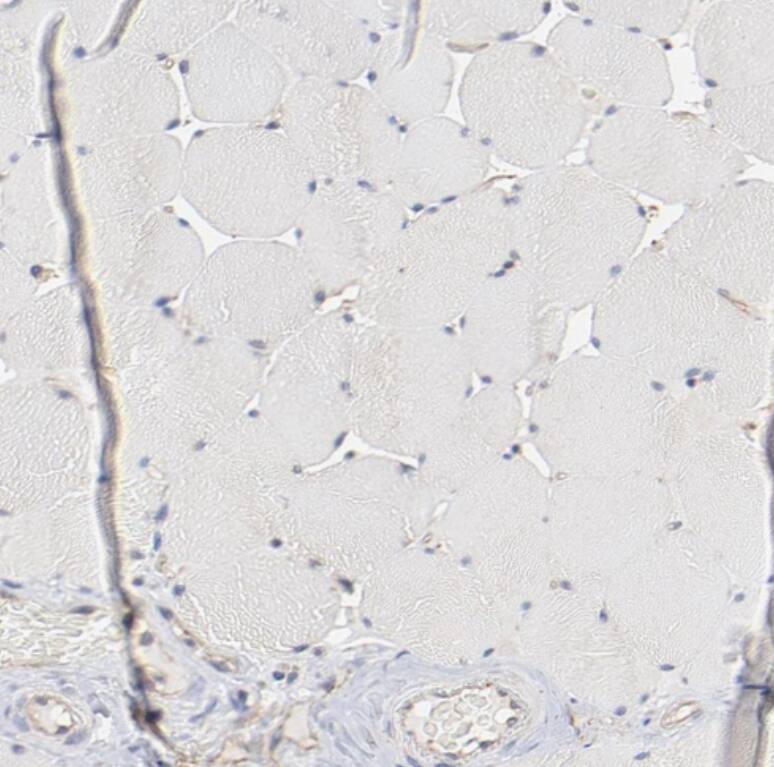 ARMT1 Antibody - BSA Free
