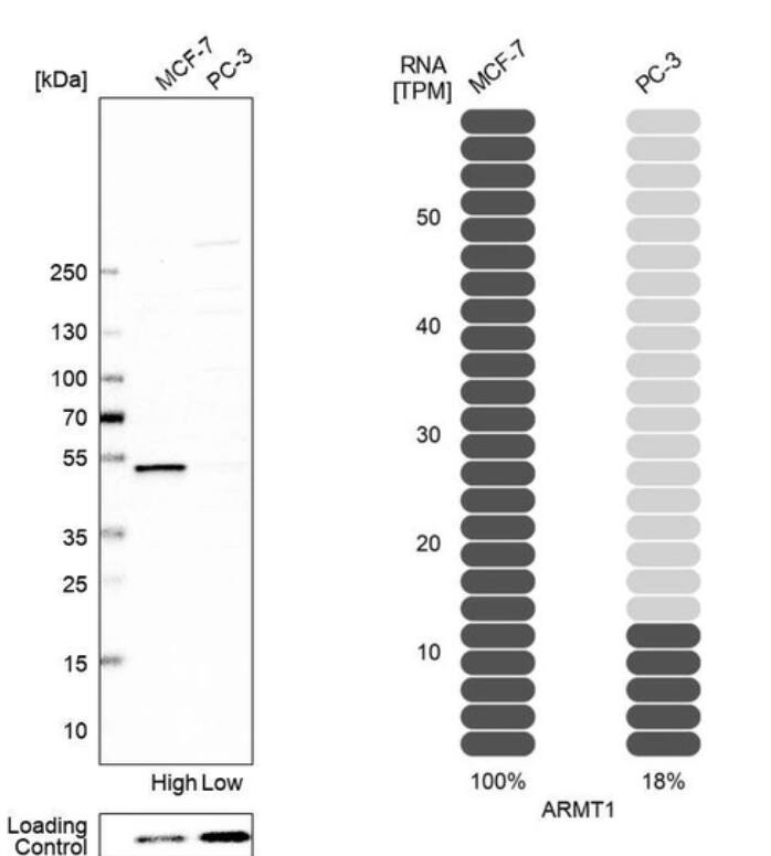 ARMT1 Antibody - BSA Free