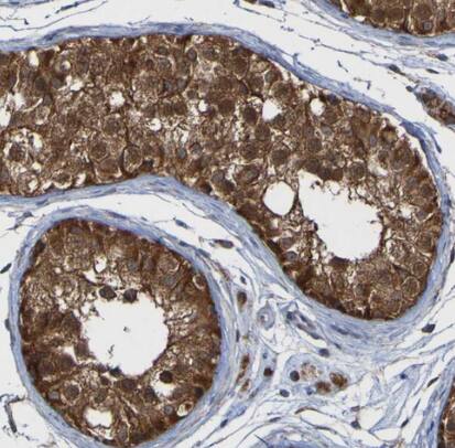 CCDC51 Antibody - BSA Free