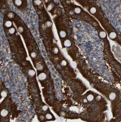 CCDC51 Antibody - BSA Free