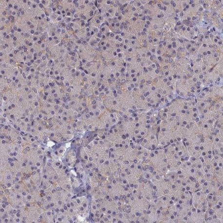 WDR59 Antibody