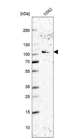 WDR59 Antibody